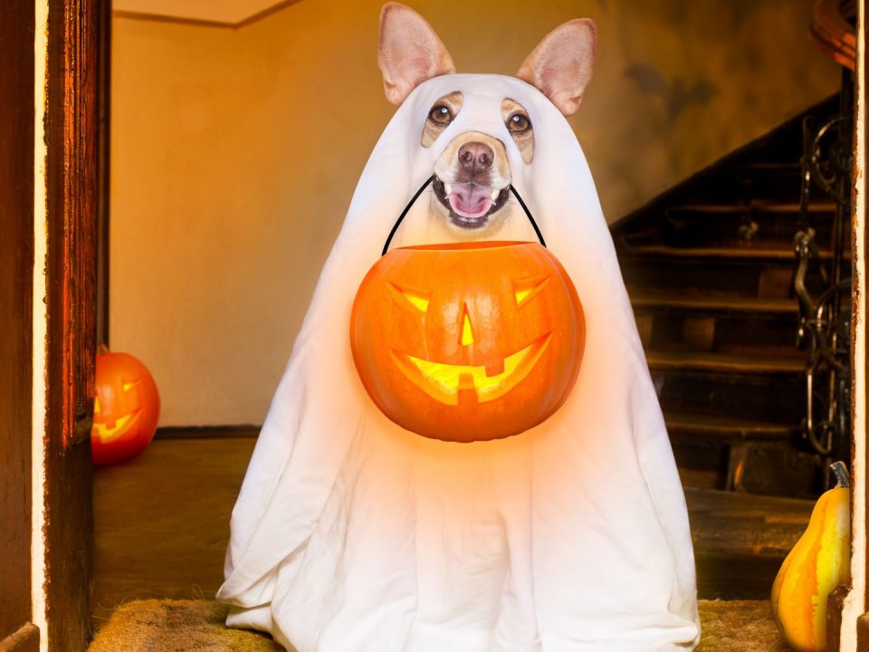 dog-tricks-treats