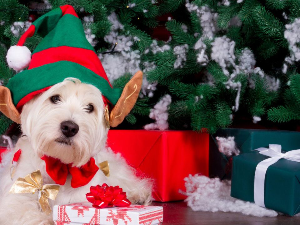 keeping-your-dog-safe-and-happy-this-christmas