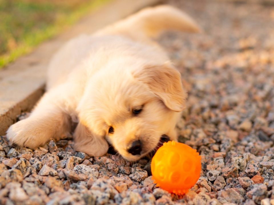 how-to-keep-your-dog-happy-stop-boredom