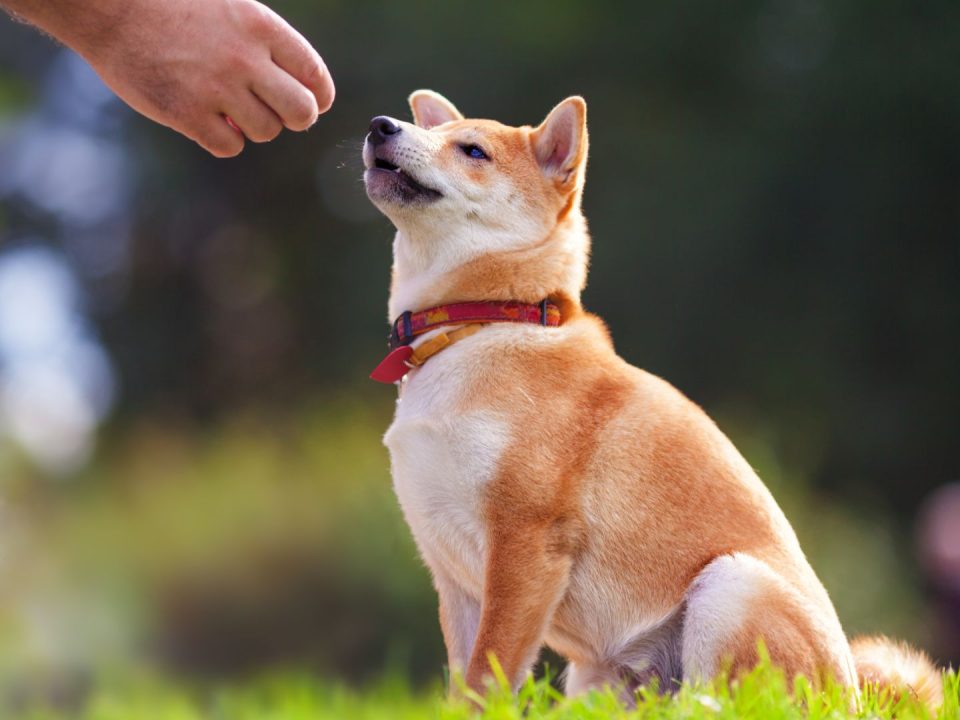 dog-training-tips-doggie-dippers