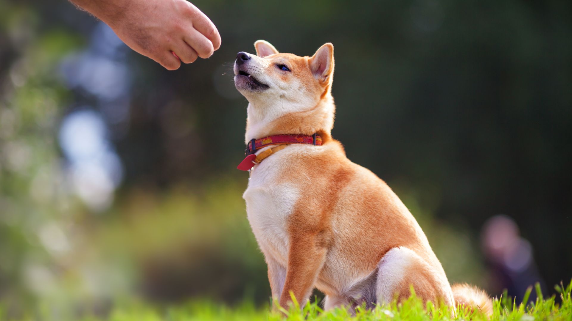 dog-training-tips-doggie-dippers