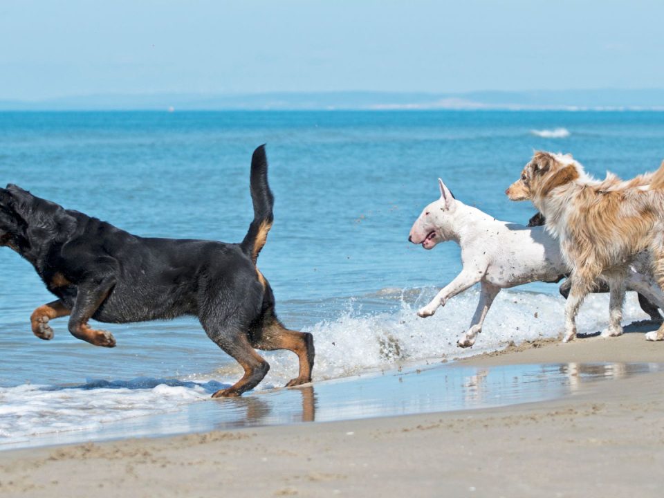 top-10-outdoor-activities-with-your-dog