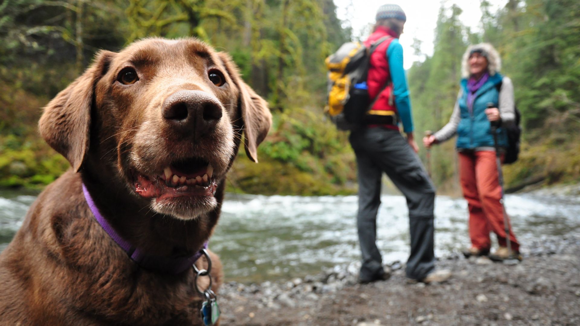 top-10-outdoor-activities-with-your-dog-hiking