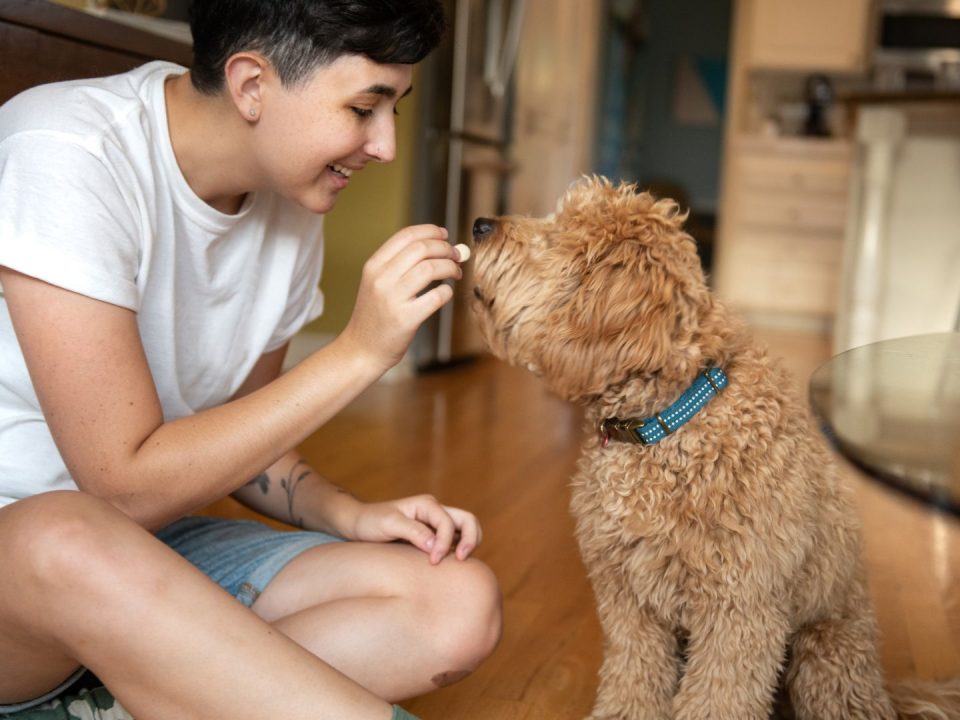 understanding-dog-behaviour-tips-first-time-dog-owners