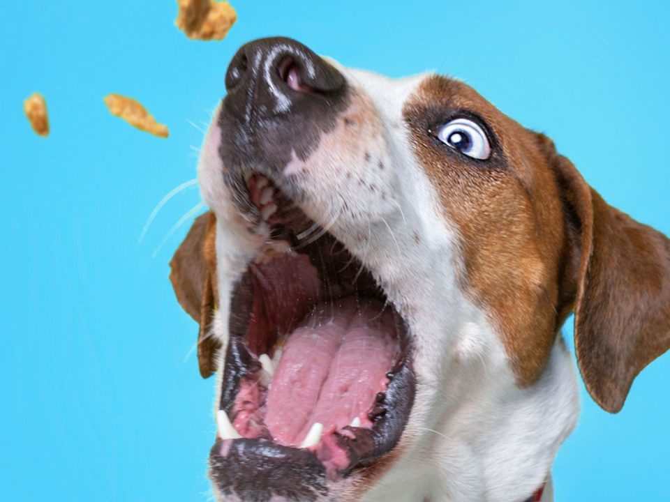 how-to-choose-the-perfect-treat-for-your-dog