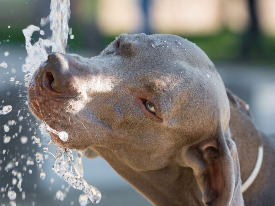 keeping-your-dog-cool-tips-for-the-summer