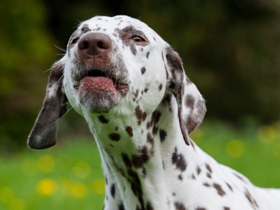 understanding-your-dogs-bark