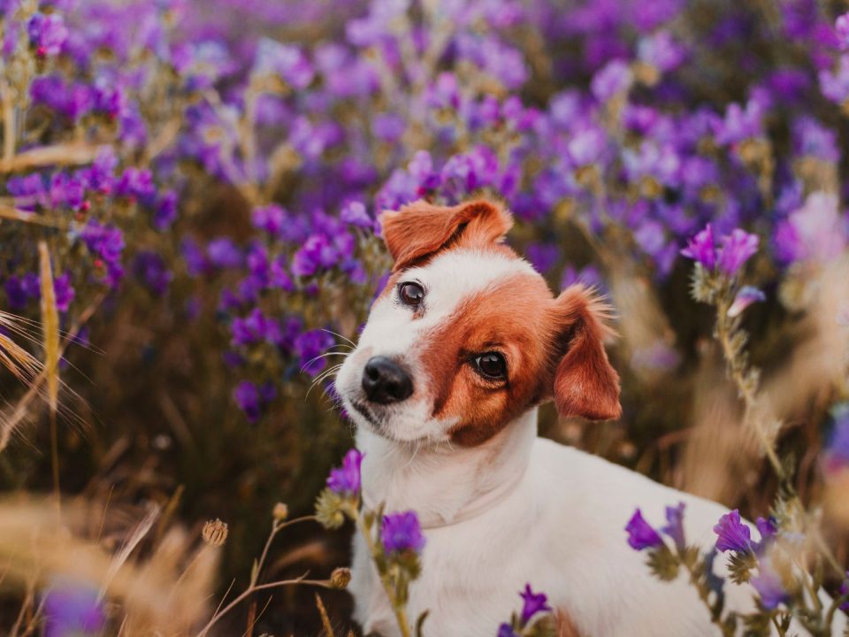 lavender-chamomile-dog-treats