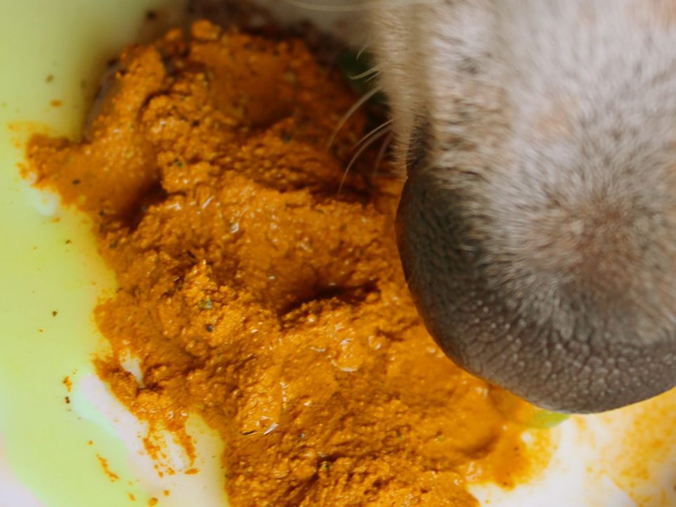 benefits-turmeric-chia-seed-dogs