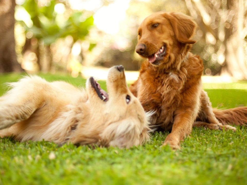 benefits-honey-quinoa-dogs
