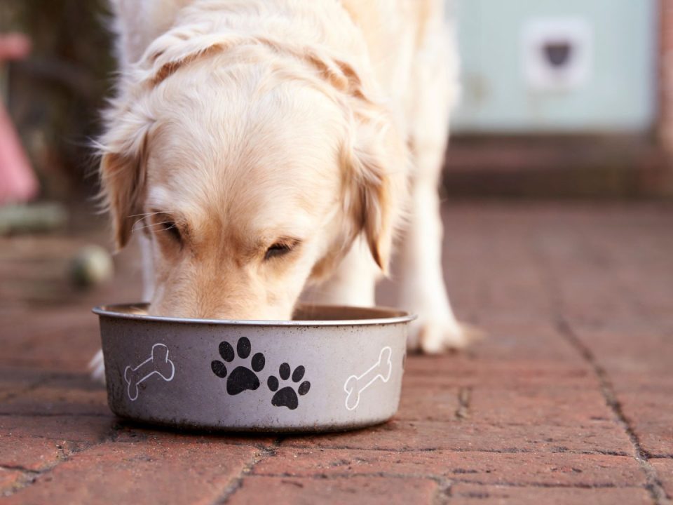 dog-treats-ingredients