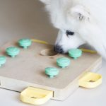 dog-enrichment-activities