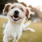 understanding-dogs-happiness